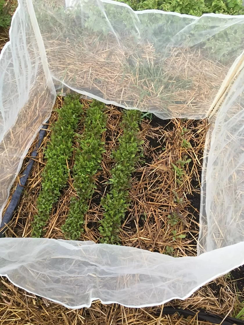 Wind Screen 1 Wind Screen