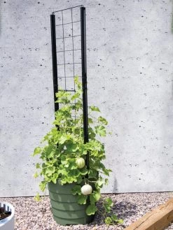 Gardener’s Victory Self-Watering Planter With Vine Trellis -Green Haven Shop 8610238 15487 tif 1