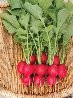 Family Garden Organic Seed Collection, Set Of 7 -Green Haven Shop 8610262 Cherry Belle Radish 06V tif