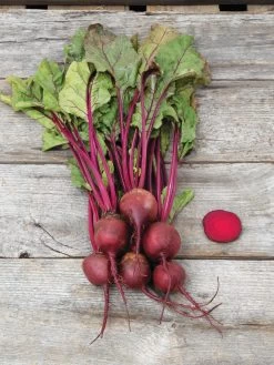 Family Garden Organic Seed Collection, Set Of 7 -Green Haven Shop 8610262 Detroit Dark Red Beet 03V tif