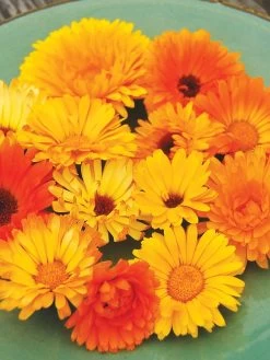 Family Garden Organic Seed Collection, Set Of 7 -Green Haven Shop 8610262 Pacific Beauty Calendula 07V tif