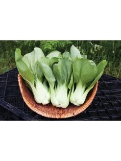 Silk Road Garden Organic Seed Collection, Set Of 6 -Green Haven Shop 8610264 shanghai green pac choy 05v