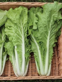 Silk Road Garden Organic Seed Collection, Set Of 6 -Green Haven Shop 8610264 tokyo bekana 02v