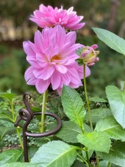 Arden Single Stem Supports, Set Of 2 7 Arden Single Stem Supports, Set Of 2 -Green Haven Shop 8610375 5703 tif