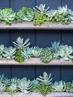 3-Tier Vertical Wall Planter, 3' -Green Haven Shop 8611013 055 tif