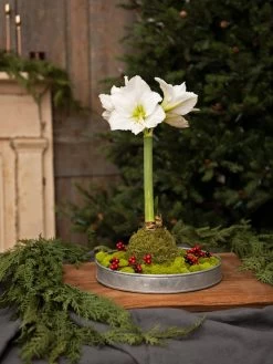 Galvanized Tray Round, 11" -Green Haven Shop 8611084 5555 diy moss wrapped amaryllis kit