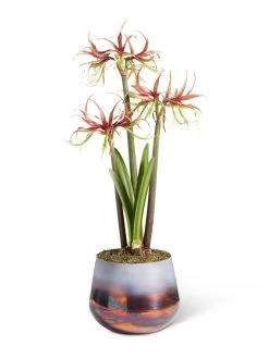 Cybister Potted Amaryllis -Green Haven Shop 8611120 chico 2021 09