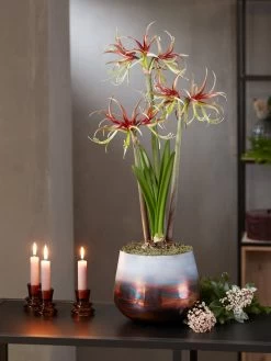 Cybister Potted Amaryllis -Green Haven Shop 8611120 chico 2021 10
