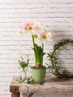 Star Potted Amaryllis -Green Haven Shop 8611499 2022 rosystar rosy star potted amaryllis