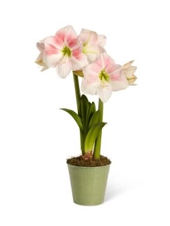 Star Potted Amaryllis -Green Haven Shop 8611499 2022 rosystar silo rosy star potted amaryllis