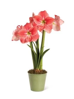 Star Potted Amaryllis -Green Haven Shop 8611500 2022 sweetstar silo sweet star potted amaryllis