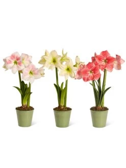 Star Potted Amaryllis -Green Haven Shop 8611508 2022 starpotted silo
