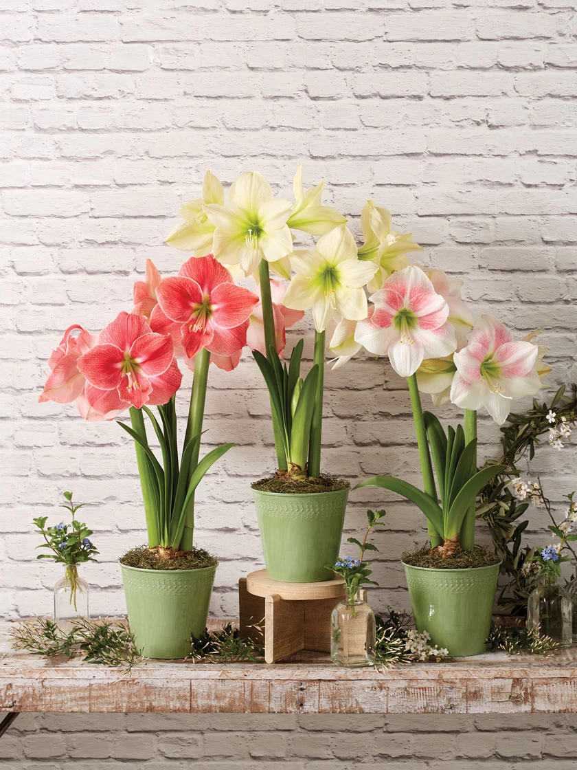 Green Haven Shop -Green Haven Shop 8611508 2022 starpottedv star potted amaryllis