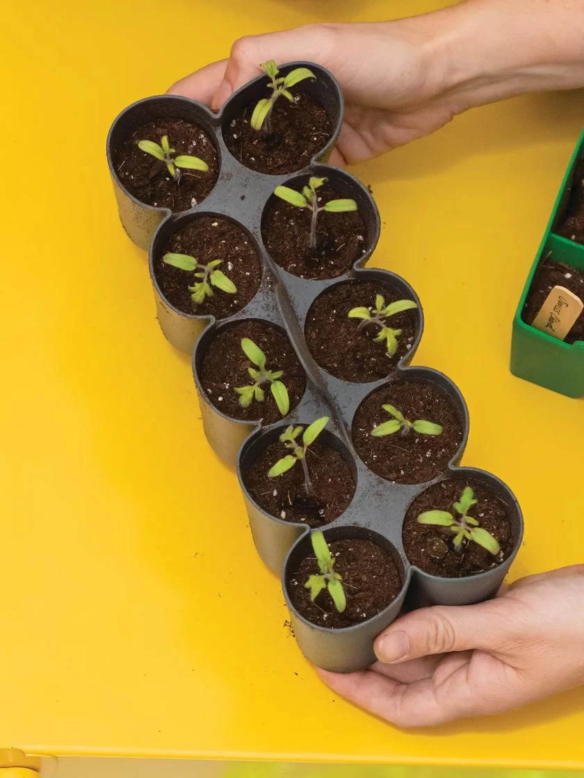 Sili-Seedlings® Seedling Tray, 10-Cell 2 Sili-Seedlings® Seedling Tray, 10-Cell - Image 2