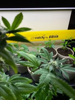 Catchy Natural Greenhouse Pest Protection Sticky Roll, 30’ -Green Haven Shop 8611979 8004