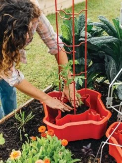 Deluxe Tomato Halos, Set Of 2 -Green Haven Shop 8612045 135 tif