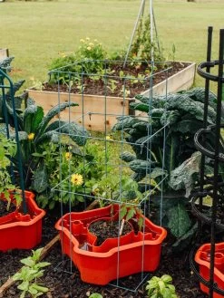 Deluxe Tomato Halos, Set Of 2 -Green Haven Shop 8612045 226 tif