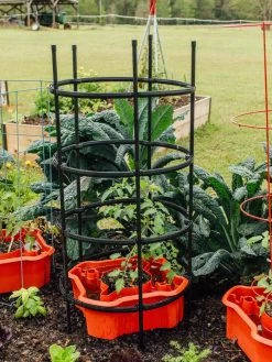 Deluxe Tomato Halos, Set Of 2 -Green Haven Shop 8612045 228 tif