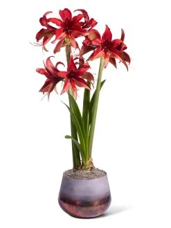Cybister Potted Amaryllis -Green Haven Shop 8612501 bogota silo 2022