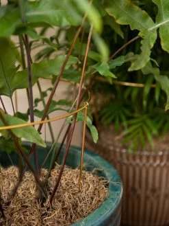 Brass Plated Grow Throughs, Set Of 2 -Green Haven Shop 8612661 0043