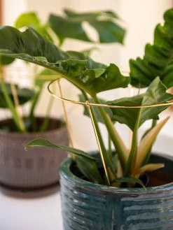 Brass Plated Grow Throughs, Set Of 2 -Green Haven Shop 8612662 0047 brass plated grow throughs set of 2