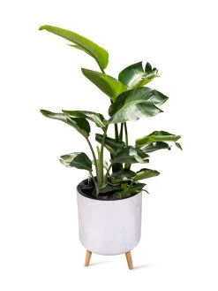 Ava Self-Watering Round Planter -Green Haven Shop 8612692 0002