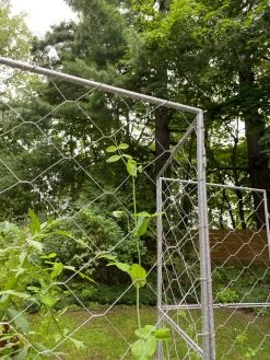 Chicken Wire Pea Trellis 18 Chicken Wire Pea Trellis -Green Haven Shop 8612718 7302