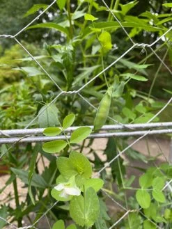 Chicken Wire Pea Trellis 16 Chicken Wire Pea Trellis -Green Haven Shop 8612718 7307