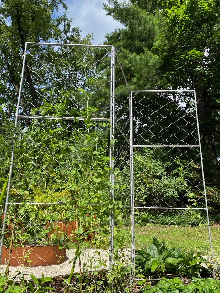 Chicken Wire Pea Trellis 2 Chicken Wire Pea Trellis - Image 2