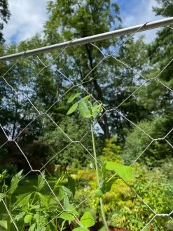 Chicken Wire Pea Trellis 17 Chicken Wire Pea Trellis -Green Haven Shop 8612718 7311