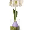 Easy Care Spring Waxed Amaryllis In Vase