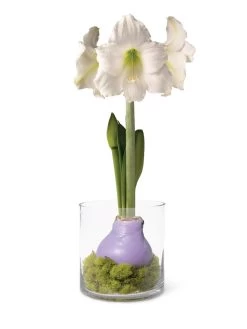 Easy Care Spring Waxed Amaryllis In Vase