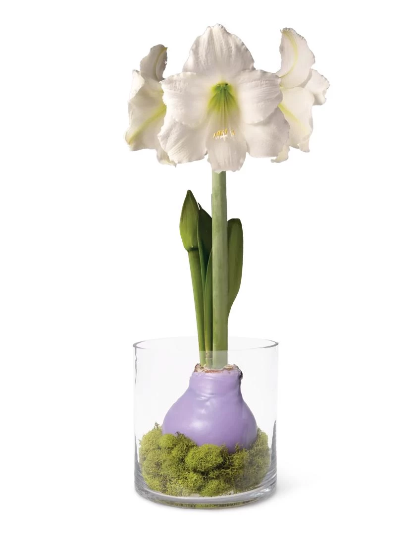 Easy Care Spring Waxed Amaryllis In Vase 1 Easy Care Spring Waxed Amaryllis In Vase