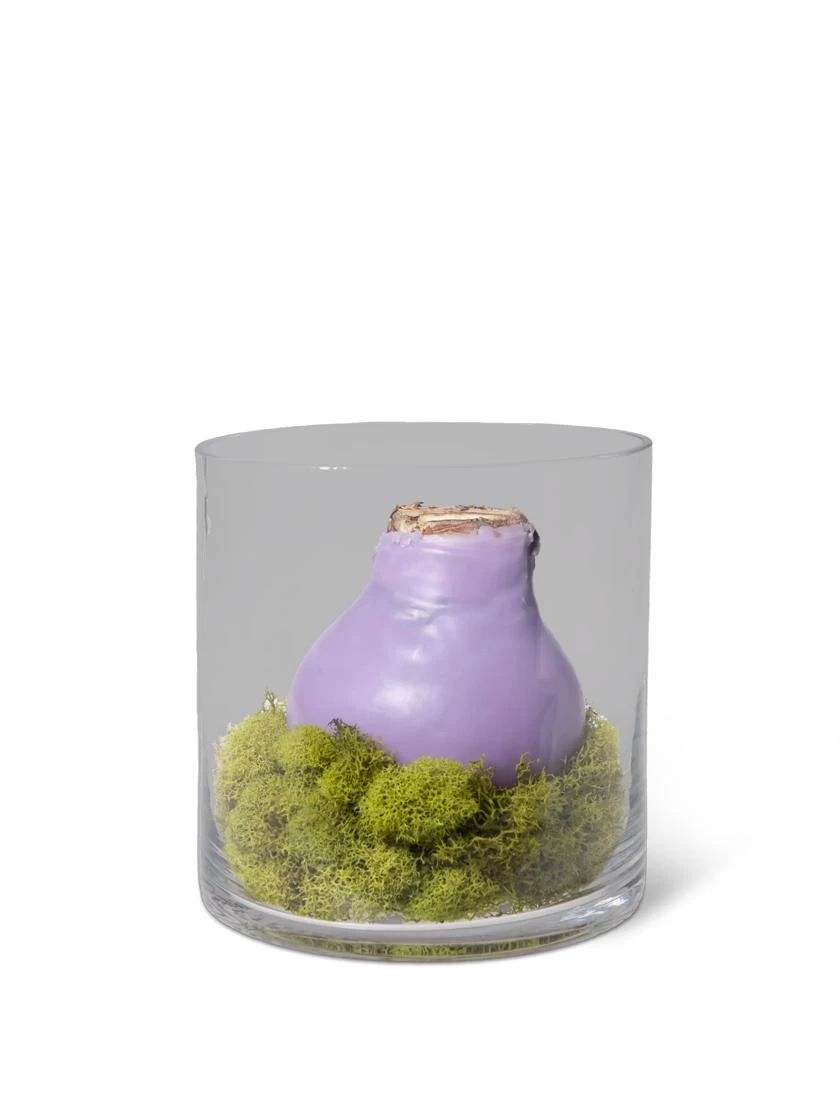 Easy Care Spring Waxed Amaryllis In Vase 2 Easy Care Spring Waxed Amaryllis In Vase - Image 2