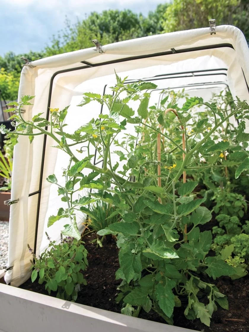 Cotton All Purpose Garden Cover 2 Cotton All Purpose Garden Cover - Image 2