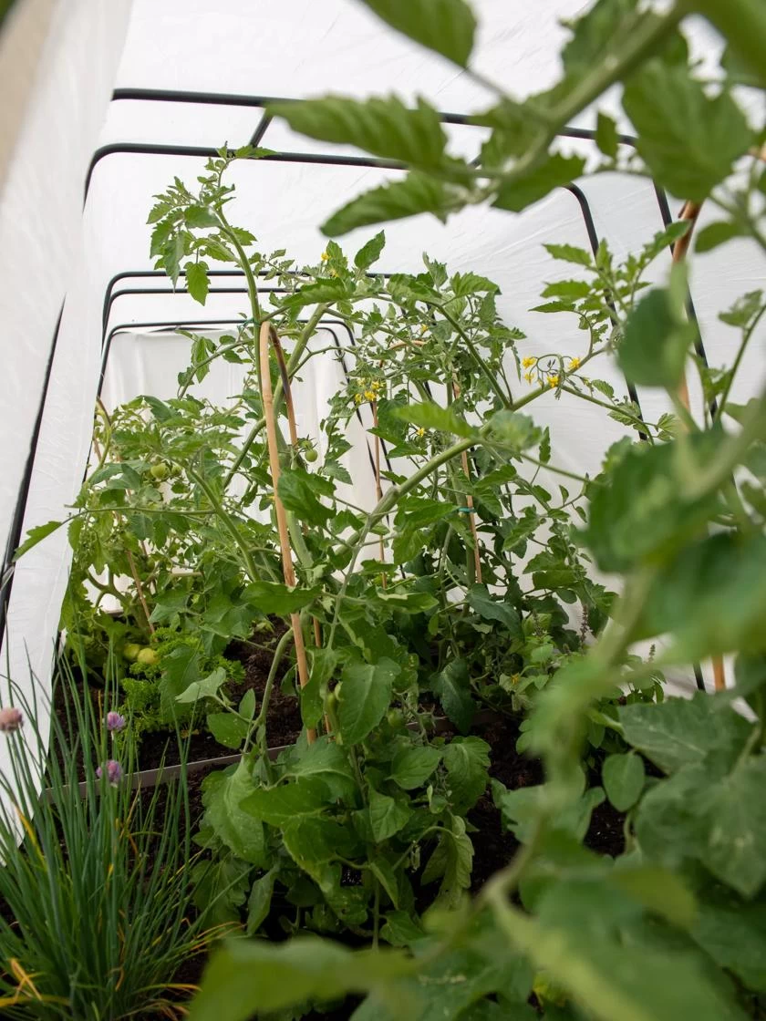 Cotton All Purpose Garden Cover 3 Cotton All Purpose Garden Cover - Image 3