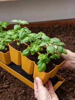 Gardener's Best® XL 6-Cell Planting Tray, Set Of 4 8 Gardener's Best® XL 6-Cell Planting Tray, Set Of 4 -Green Haven Shop 8613031 6300