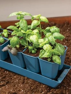 Gardener's Best® XL 6-Cell Planting Tray, Set Of 4 7 Gardener's Best® XL 6-Cell Planting Tray, Set Of 4 -Green Haven Shop 8613031 6302