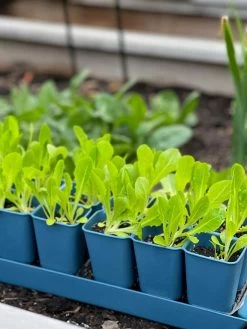 Gardener's Best® XL Seed Starting Kit -Green Haven Shop 8613066 01TEST