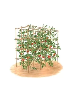 Tomato Six Pack Support -Green Haven Shop 8613143 art flat