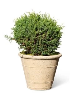 Self-Watering LavaStone® Anson Pot 12 Self-Watering LavaStone® Anson Pot -Green Haven Shop 8613255 0150