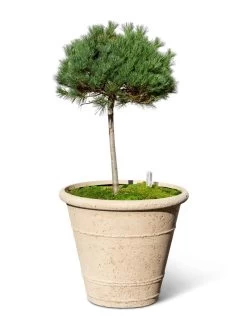 Self-Watering LavaStone® Anson Pot 11 Self-Watering LavaStone® Anson Pot -Green Haven Shop 8613256 0138