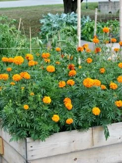 SeedSheets Organic Vegetable Garden, Easy Breezy Caprese, 4' X 8' -Green Haven Shop 8613295 04V