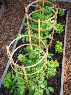 Bamboo Tomato Cages, Set Of 3 -Green Haven Shop 8613426 6916