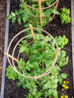 Bamboo Tomato Cages, Set Of 3 -Green Haven Shop 8613426 6921