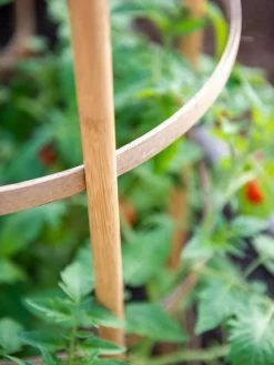 Bamboo Tomato Cages, Set Of 3 -Green Haven Shop 8613426 6924