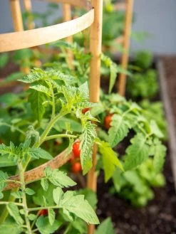 Bamboo Tomato Cages, Set Of 3 -Green Haven Shop 8613426 6934