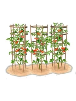 Bamboo Tomato Cages, Set Of 3 -Green Haven Shop 8613426 art