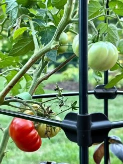 Oasis Self-Watering Tomato Planter With Trellis -Green Haven Shop 8613440 01TEST