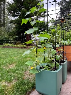 Oasis Self-Watering Tomato Planter With Trellis -Green Haven Shop 8613440 02TEST